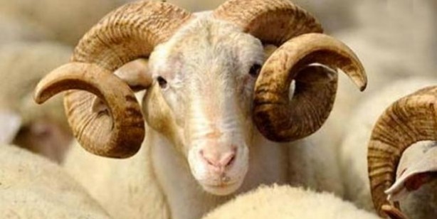 Foto - Kurban fiyatları ne kadar küçükbaş büyükbaş kurbanlık fiyatları belli oldu mu?
