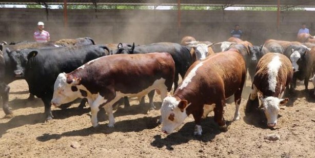 Foto - Kurban fiyatları ne kadar küçükbaş büyükbaş kurbanlık fiyatları belli oldu mu?