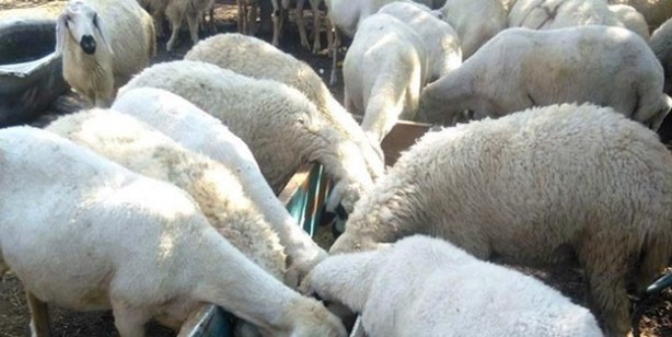 Foto - Kurban fiyatları ne kadar küçükbaş büyükbaş kurbanlık fiyatları belli oldu mu?