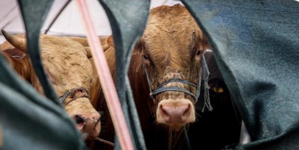Foto - Kurban fiyatları ne kadar küçükbaş büyükbaş kurbanlık fiyatları belli oldu mu?