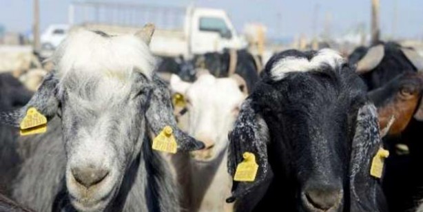 Foto - Kurban fiyatları ne kadar küçükbaş büyükbaş kurbanlık fiyatları belli oldu mu?