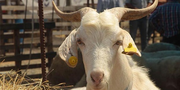 Foto - Kurban fiyatları ne kadar küçükbaş büyükbaş kurbanlık fiyatları belli oldu mu?