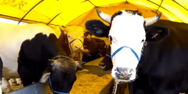 Foto - Kurban fiyatları ne kadar küçükbaş büyükbaş kurbanlık fiyatları belli oldu mu?