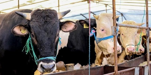 Foto - Kurban fiyatları ne kadar küçükbaş büyükbaş kurbanlık fiyatları belli oldu mu?