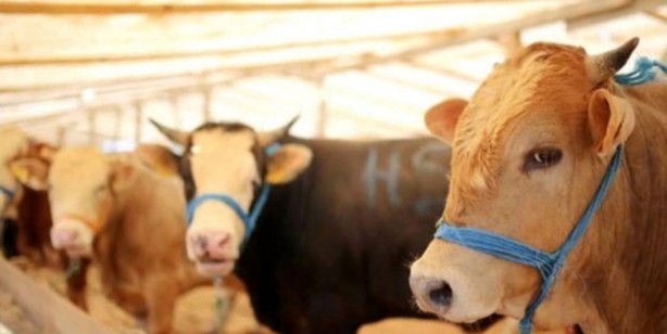 Foto - Kurban fiyatları son dakika! Büyükbaş kurban fiyatı 2022 ne kadar? Canlı kurbanlık fiyatları 