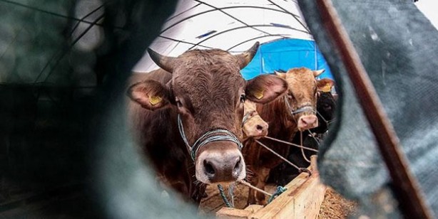 Foto - Kurban fiyatları son dakika! Büyükbaş kurban fiyatı 2022 ne kadar? Canlı kurbanlık fiyatları 