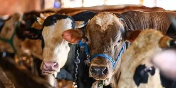 Foto - Kurban fiyatları son dakika! Büyükbaş kurban fiyatı 2022 ne kadar? Canlı kurbanlık fiyatları 