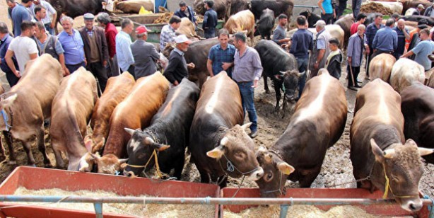 Foto - Kurban fiyatları son dakika! Büyükbaş kurban fiyatı 2022 ne kadar? Canlı kurbanlık fiyatları 