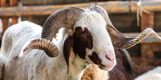 Foto - Kurban fiyatları son dakika! Büyükbaş kurban fiyatı 2022 ne kadar? Canlı kurbanlık fiyatları 