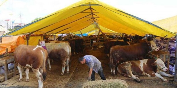 Foto - Kurban fiyatları son dakika! Büyükbaş kurban fiyatı 2022 ne kadar? Canlı kurbanlık fiyatları 
