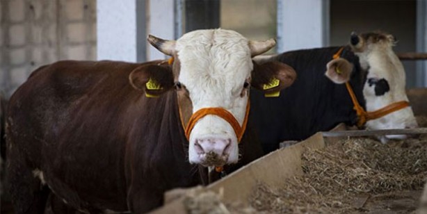 Kurban fiyatları son dakika! Büyükbaş kurban fiyatı 2022 ne kadar? Canlı kurbanlık fiyatları 