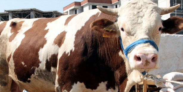 Foto - Kurban fiyatları son dakika! Büyükbaş kurban fiyatı 2022 ne kadar? Canlı kurbanlık fiyatları 