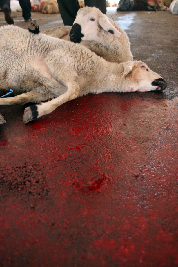 Foto - Kurban nasıl kesilir?