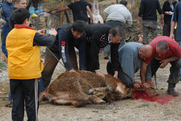Foto - Kurban nasıl kesilir?