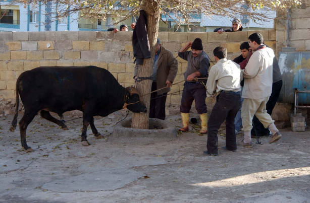 Foto - Kurban nasıl kesilir?
