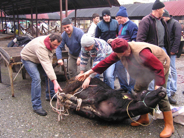 Kurban nasıl kesilir?