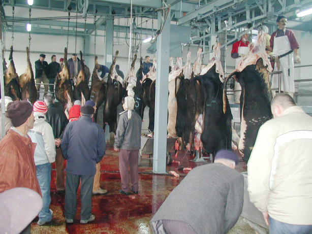 Foto - Kurban nasıl kesilir?