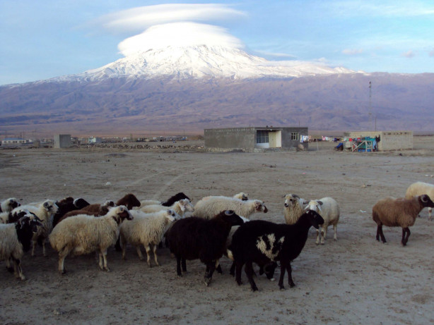 Foto - Kurban nasıl kesilir?
