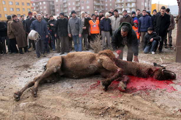 Foto - Kurban nasıl kesilir?