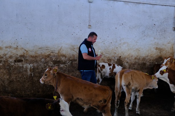 Foto - Kurban önce sıkı çalışma! Hayvanlar kenelere karşı…