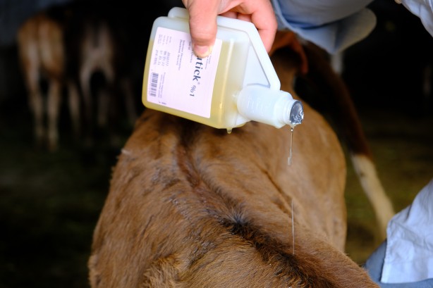 Foto - Kurban önce sıkı çalışma! Hayvanlar kenelere karşı…