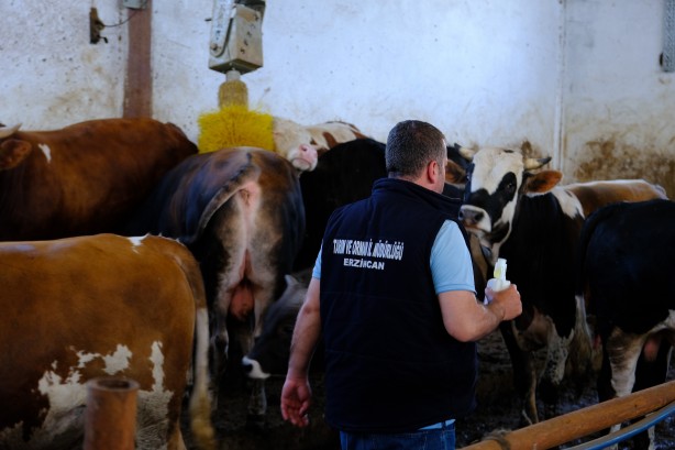 Foto - Kurban önce sıkı çalışma! Hayvanlar kenelere karşı…