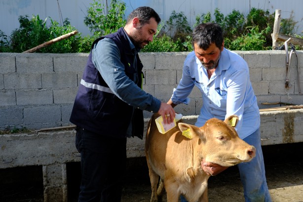Foto - Kurban önce sıkı çalışma! Hayvanlar kenelere karşı…