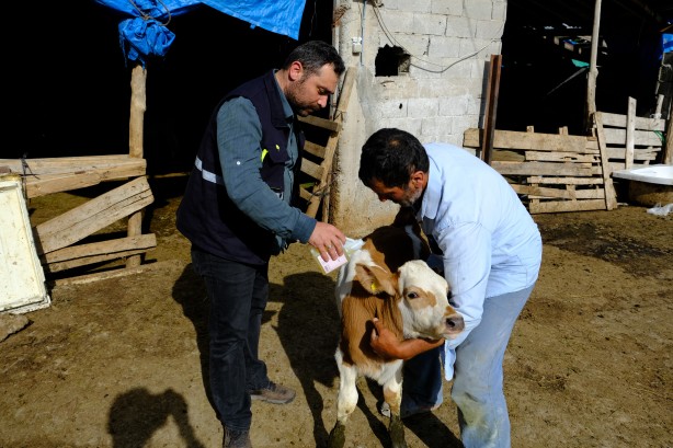Foto - Kurban önce sıkı çalışma! Hayvanlar kenelere karşı…