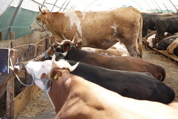 Foto - Kurban pazarlarında yeni oyuna aman dikkat! Bu tuzağa sakın düşmeyin