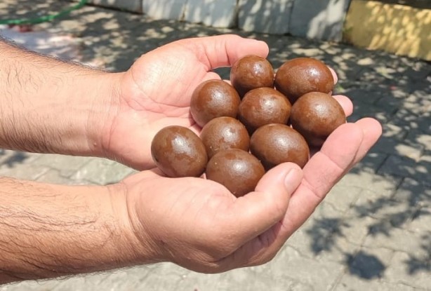 Foto - Kurbanlığın karnından çıkanlar şoke etti! 'İlk defa böyle bir şey gördük'