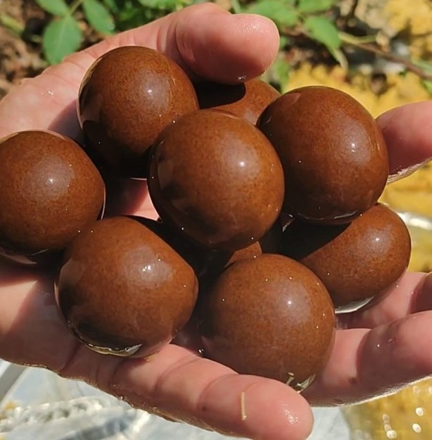 Foto - Kurbanlığın karnından çıkanlar şoke etti! 'İlk defa böyle bir şey gördük'