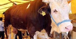 Foto - Kurbanlık alacaklar aman dikkat! Kurban ibadetiyle ilgili işte bilinmesi gereken detaylar belli oldu