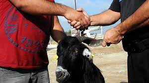 Foto - Kurbanlık alacaklar aman dikkat! Kurban ibadetiyle ilgili işte bilinmesi gereken detaylar belli oldu