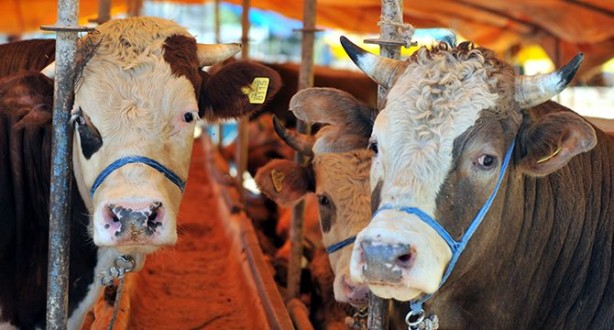 Foto - Kurbanlık alacaklar aman dikkat! Kurban ibadetiyle ilgili işte bilinmesi gereken detaylar belli oldu