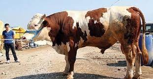 Foto - Kurbanlık alacaklar aman dikkat! Kurban ibadetiyle ilgili işte bilinmesi gereken detaylar belli oldu