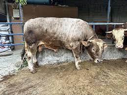 Foto - Kurbanlık alacaklar aman dikkat! Kurban ibadetiyle ilgili işte bilinmesi gereken detaylar belli oldu