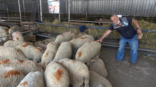 Foto - Kurbanlık alacaklar dikkat! Bilgileri cep telefonlarına gelecek