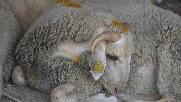 Foto - Kurbanlık alacaklar dikkat! Bilgileri cep telefonlarına gelecek