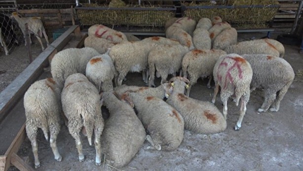Foto - Kurbanlık alacaklar dikkat! Bilgileri cep telefonlarına gelecek