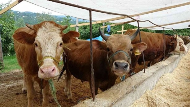Foto - Kurbanlık alacaklar dikkat! Bilgileri cep telefonlarına gelecek