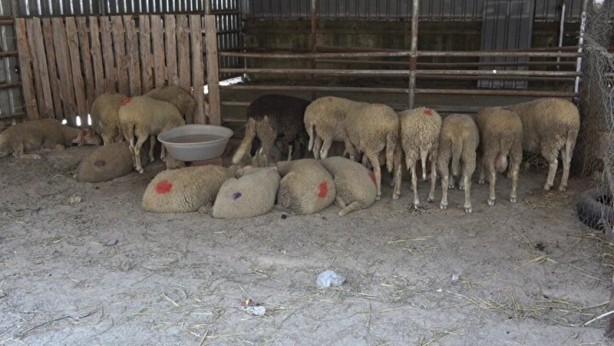 Foto - Kurbanlık alacaklar dikkat! Bilgileri cep telefonlarına gelecek
