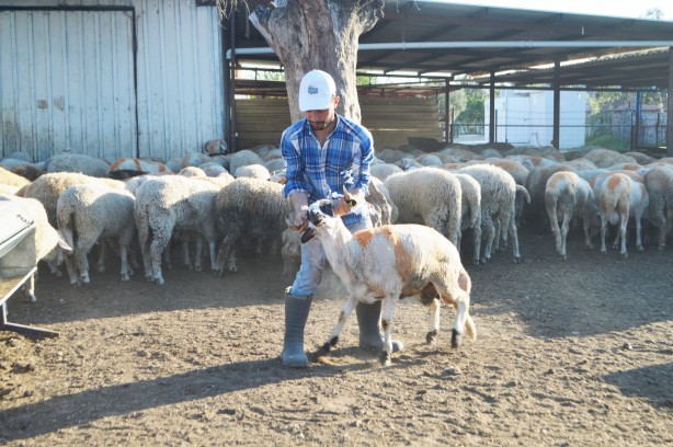 Foto - Kurbanlık alırken bu detaylara dikkat!