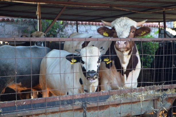 Foto - Kurbanlık alırken bu detaylara dikkat!