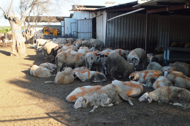 Foto - Kurbanlık alırken bu detaylara dikkat!