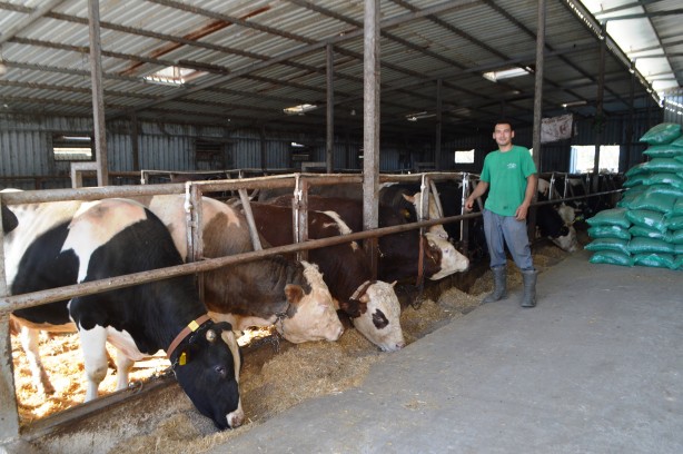 Foto - Kurbanlık alırken bu detaylara dikkat!