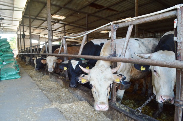 Kurbanlık alırken bu detaylara dikkat!