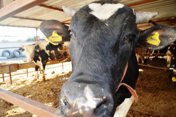 Foto - Kurbanlık alırken bu detaylara dikkat!