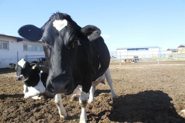 Foto - Kurbanlık almanın püf noktası