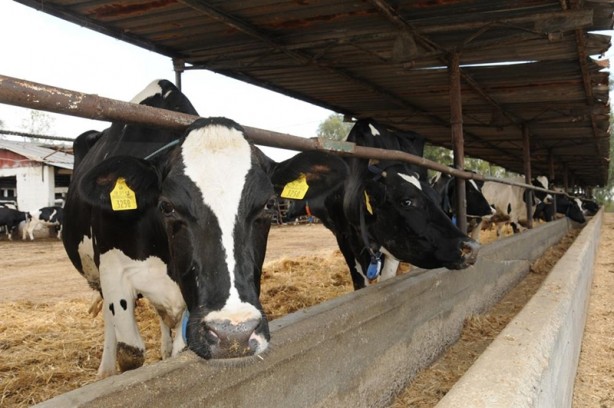 Foto - Kurbanlık almanın püf noktası
