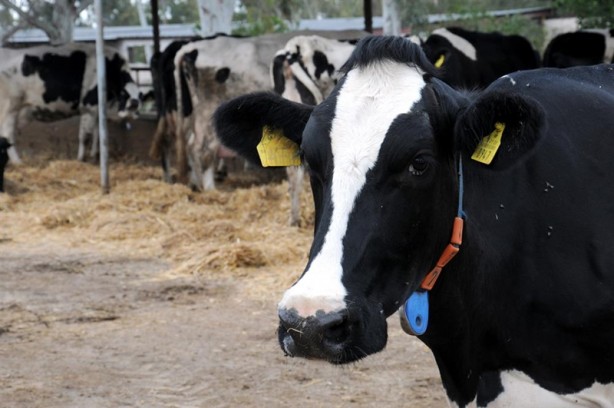 Foto - Kurbanlık almanın püf noktası